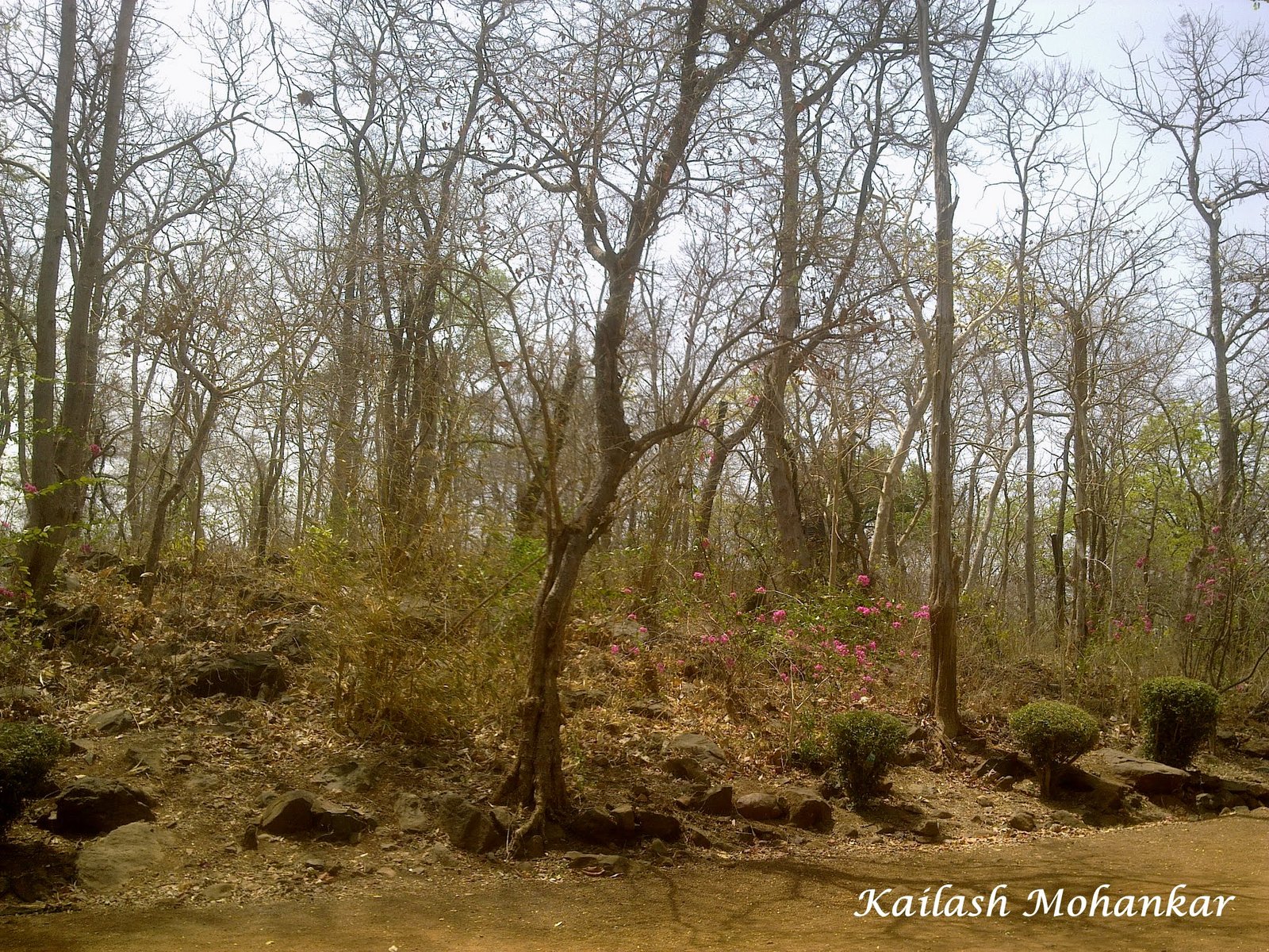 Mimicry Beyond Survival: The Art of Deception (image credits: wikimedia)