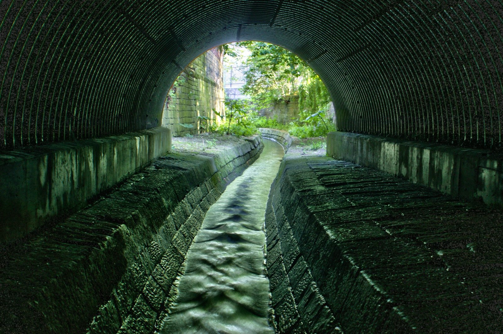 The Secret Life of Urban Wildlife Underground (image credits: wikimedia)