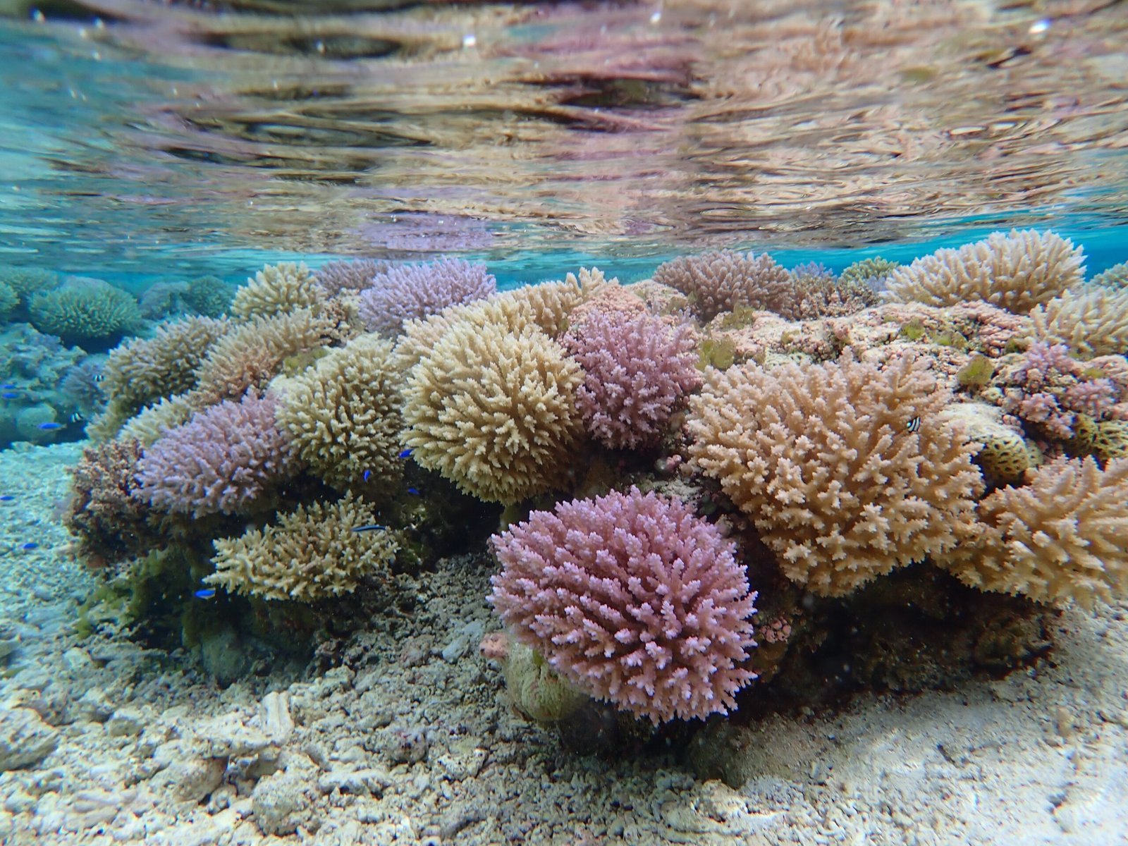 Geographical Diversity: Reefs Around the World (image credits: wikimedia)