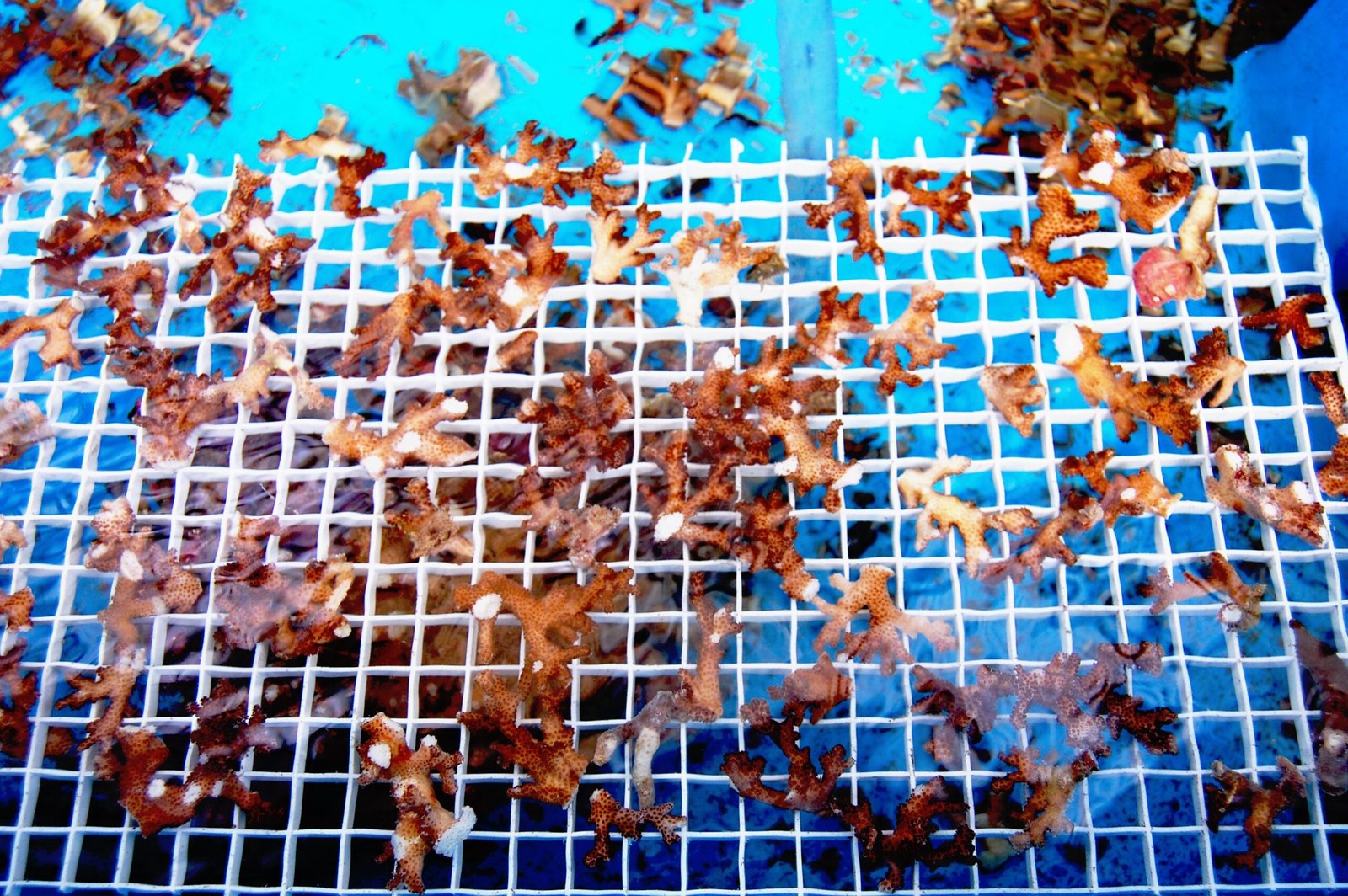 Cutting-Edge Science: Restoring Reefs (image credits: wikimedia)