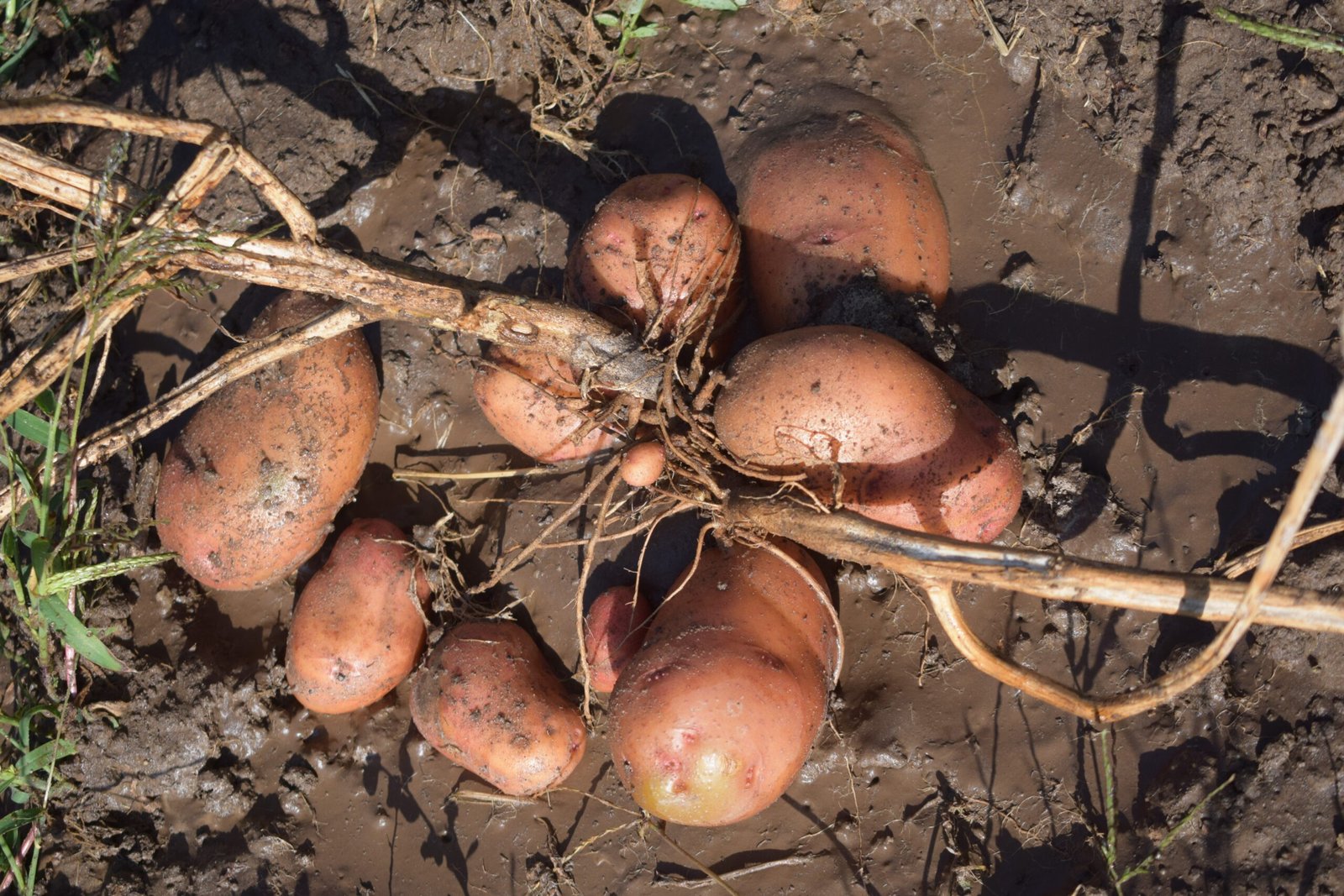 Botanical Anatomy: What Makes a Potato a Potato? (image credits: wikimedia)