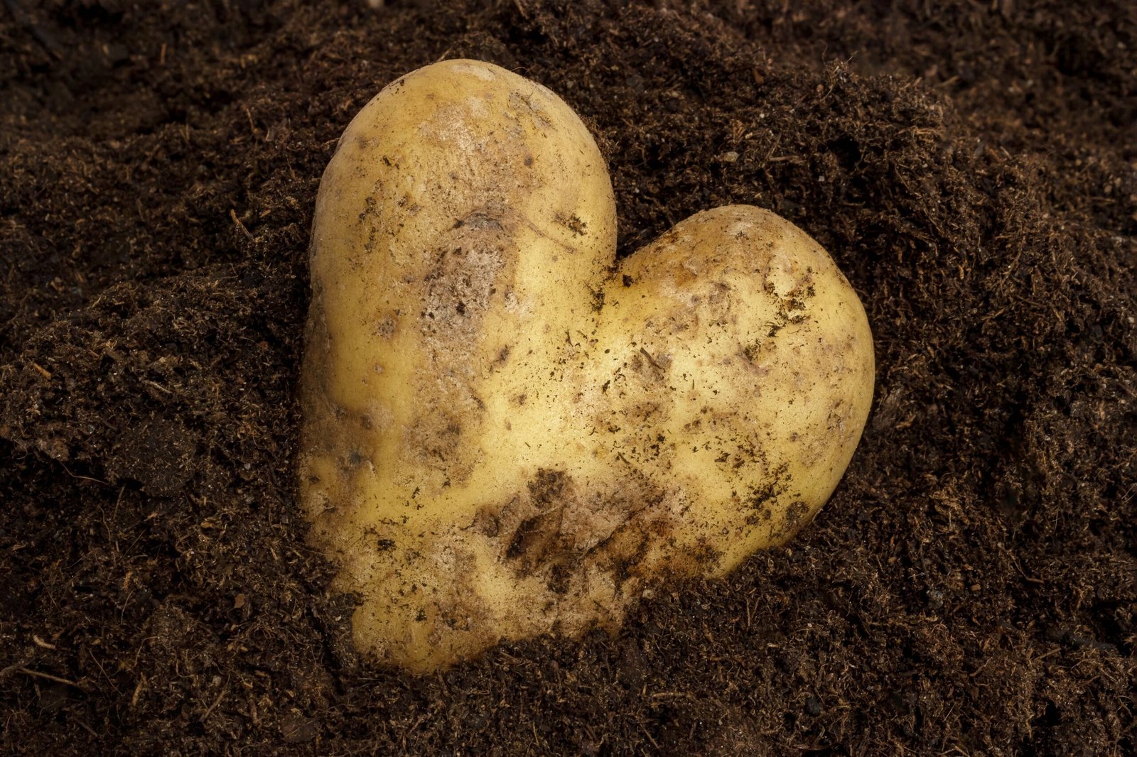 Soil Science: The Potato’s Perfect Bed (image credits: wikimedia)