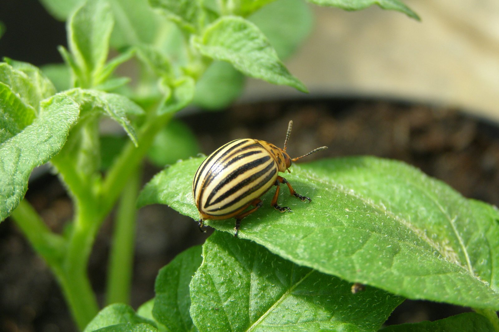 Pest and Disease Resistance: Nature’s Tug-of-War (image credits: wikimedia)
