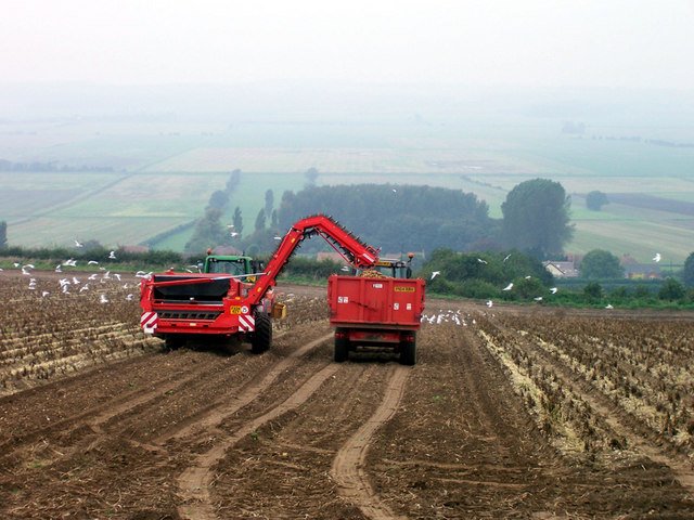 Potatoes and Climate Change: A Crop for the Future? (image credits: wikimedia)