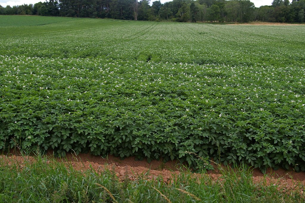 Flowering and Pollination: The Potato’s Secret Life (image credits: wikimedia)