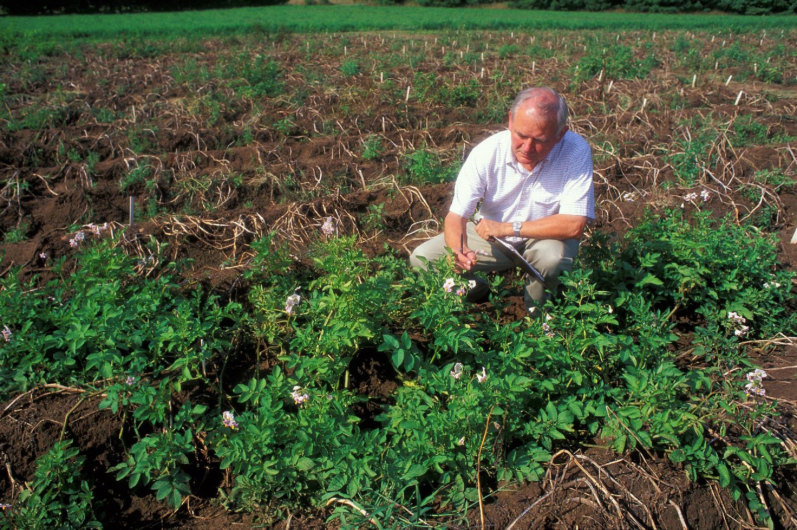 Modern Breeding: Shaping Potatoes for Tomorrow (image credits: wikimedia)