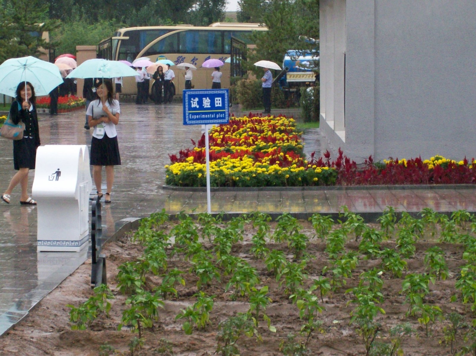 Urban Farming: Potatoes in the City (image credits: wikimedia)