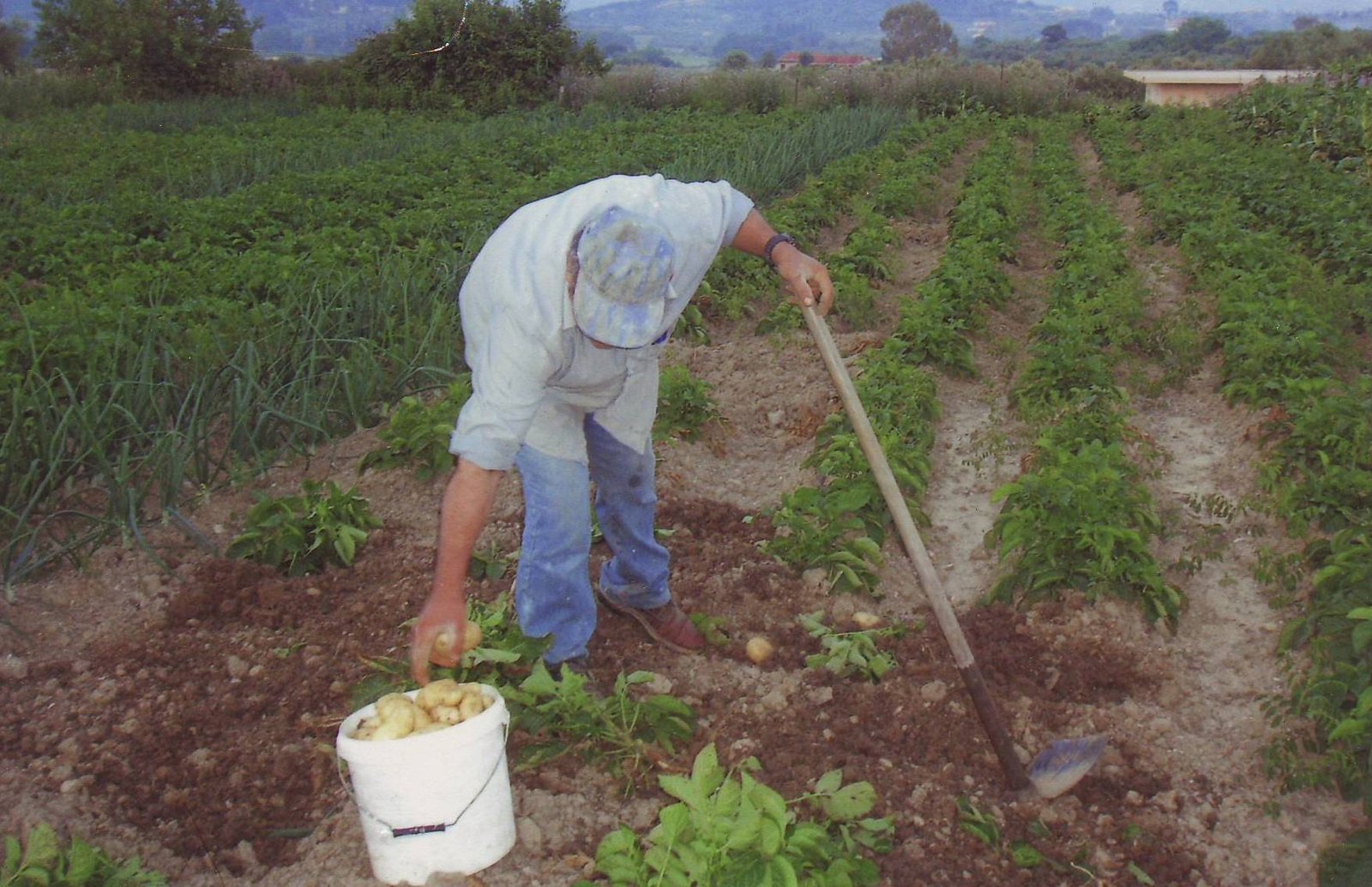 Potatoes as a Source of Livelihood (image credits: wikimedia)