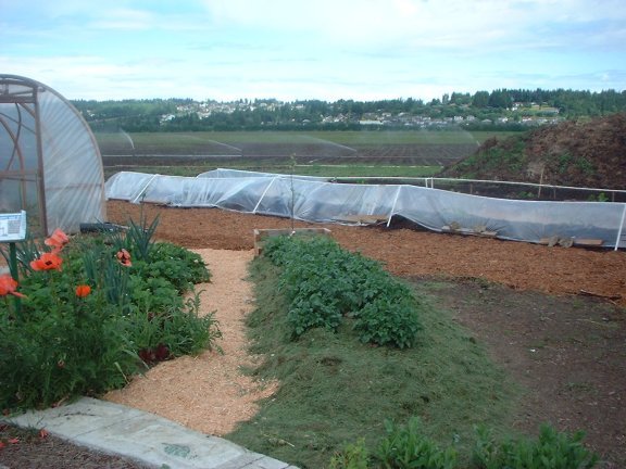Potatoes and the Circular Economy (image credits: wikimedia)