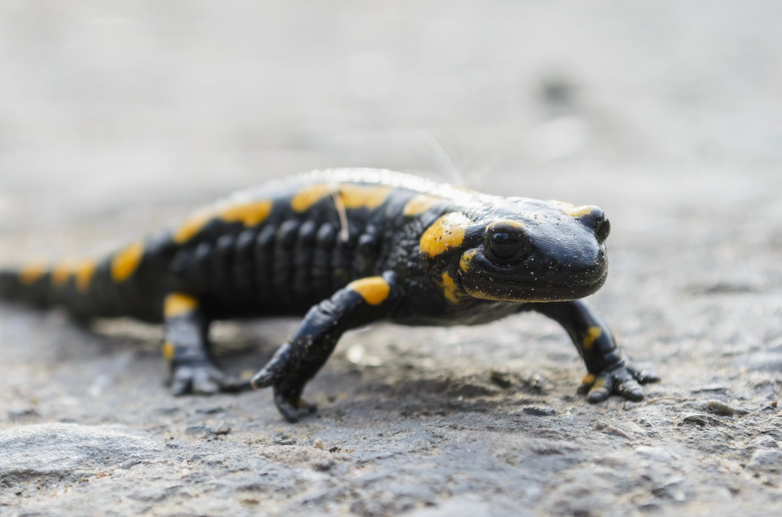 Conservation: Protecting Nature’s Healers (image credits: wikimedia)