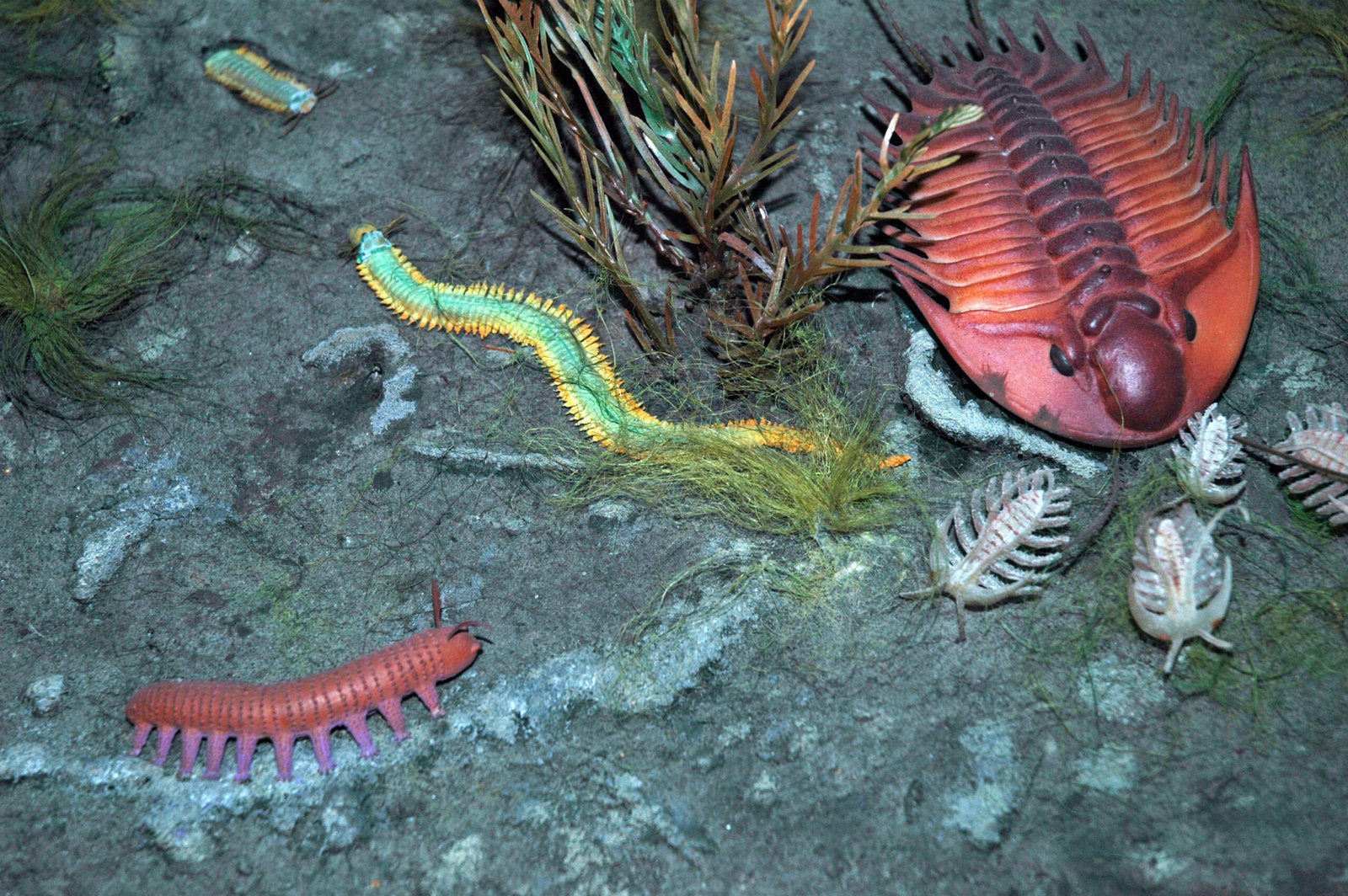 The Puzzle of Hallucigenia (image credits: wikimedia)