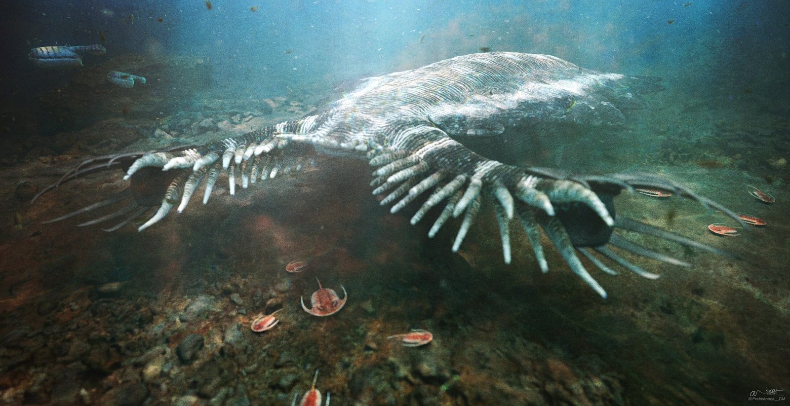 Anomalocaris: The Top Predator of Its Time (image credits: wikimedia)
