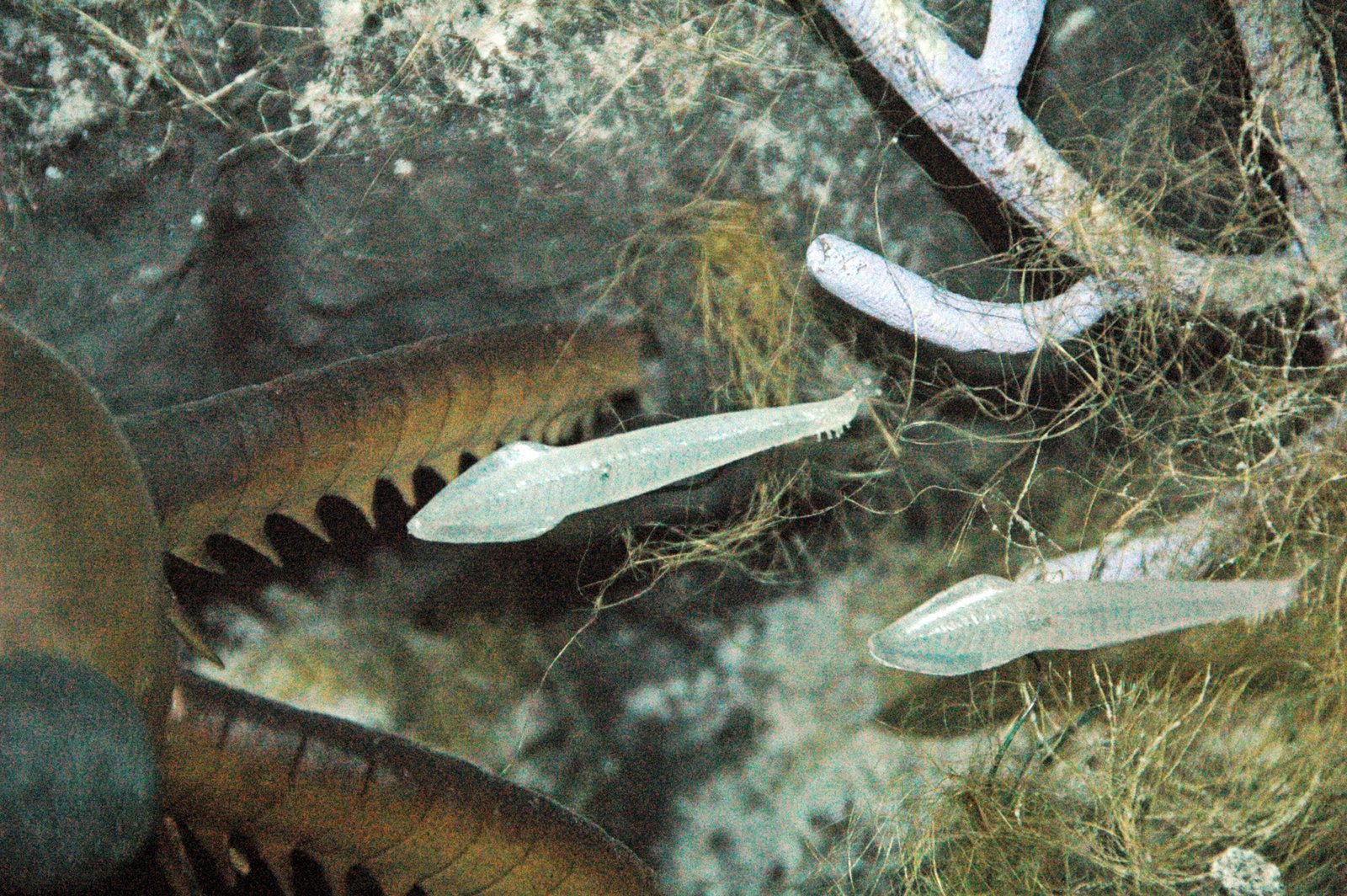 The Enigmatic Pikaia: Early Chordate Clues (image credits: wikimedia)