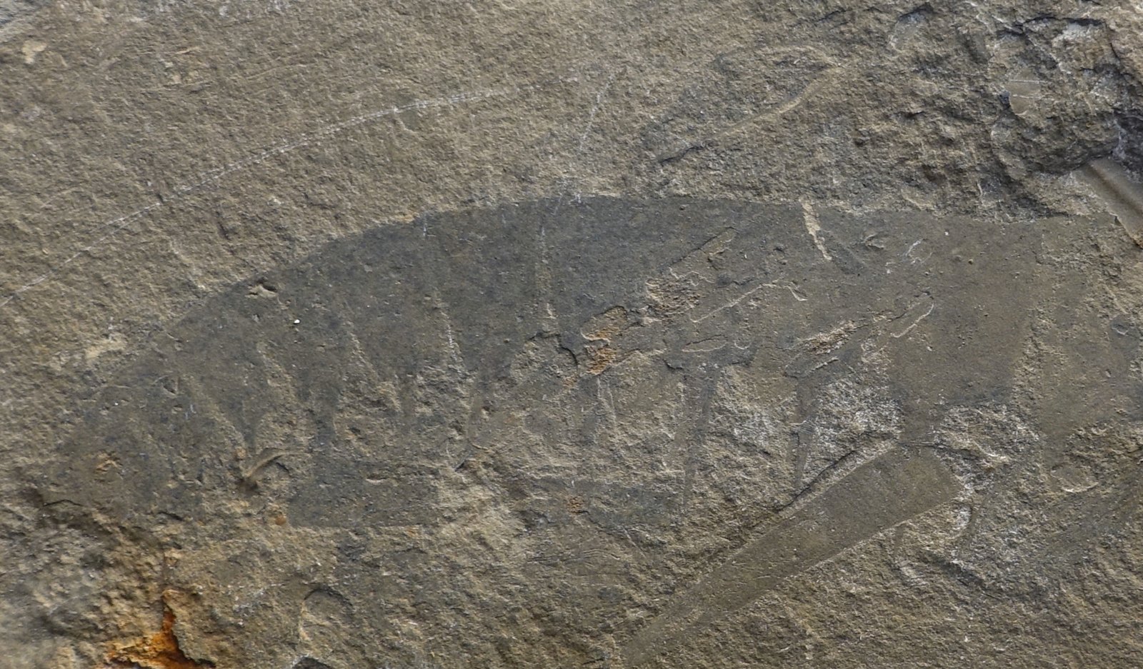 A Living Legacy in Modern Science (image credits: wikimedia)