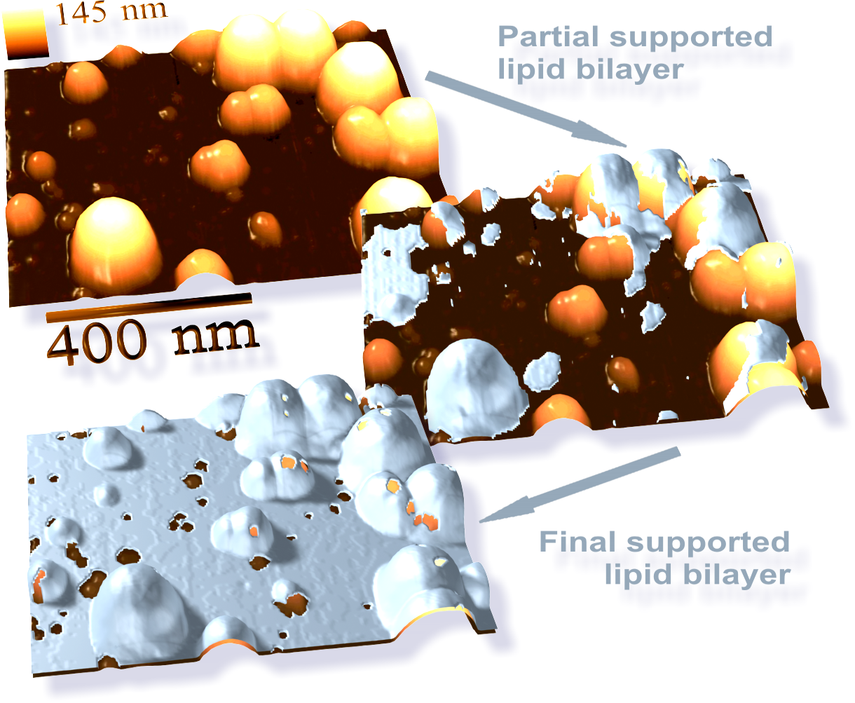 The Delivery Dilemma: How to Get mRNA Inside Cells (image credits: wikimedia)
