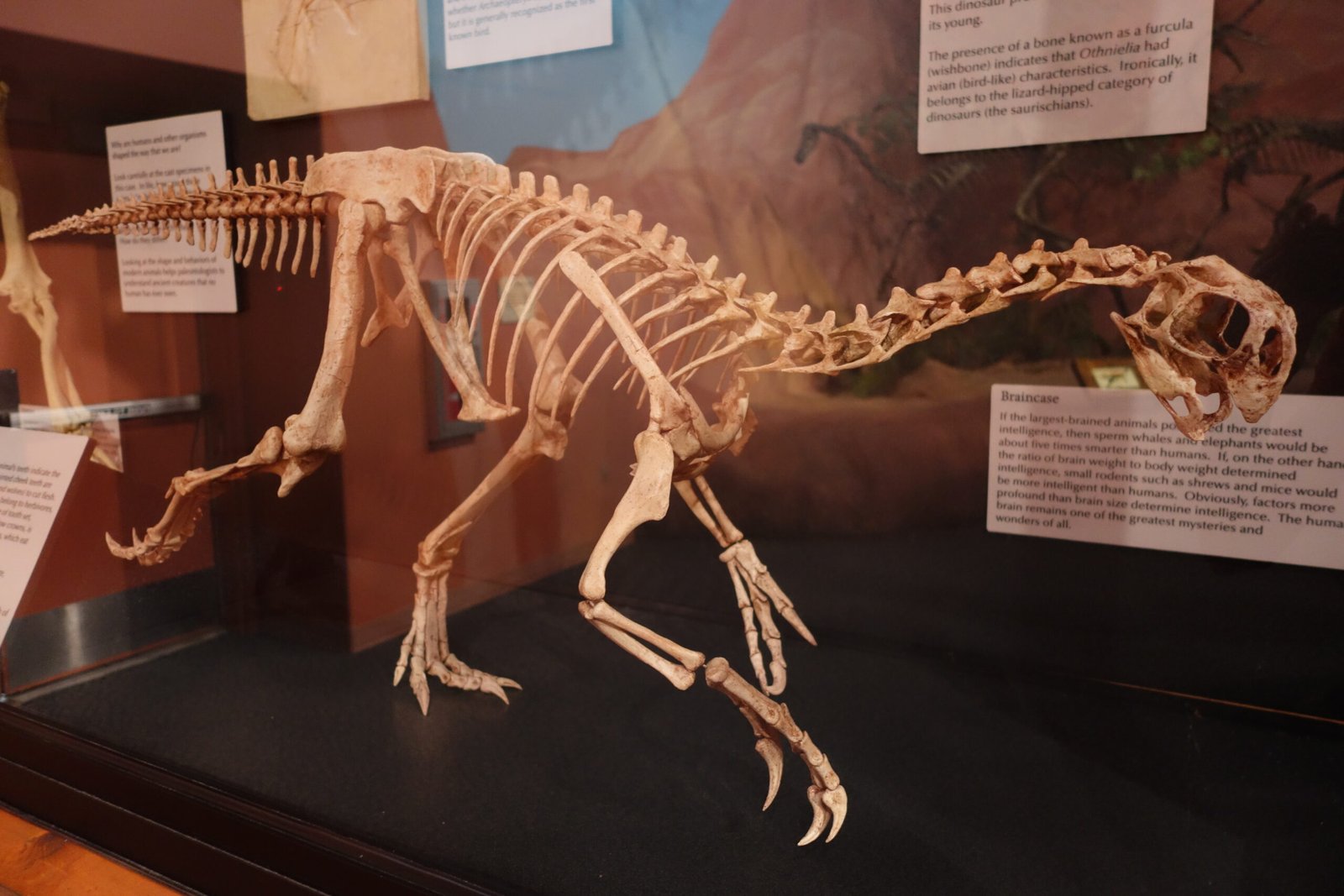 The Discovery of Ancient Fossils (image credits: wikimedia)