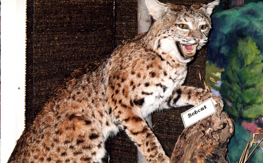 The Lynx: Ghost Cat of the Forest (image credits: wikimedia)
