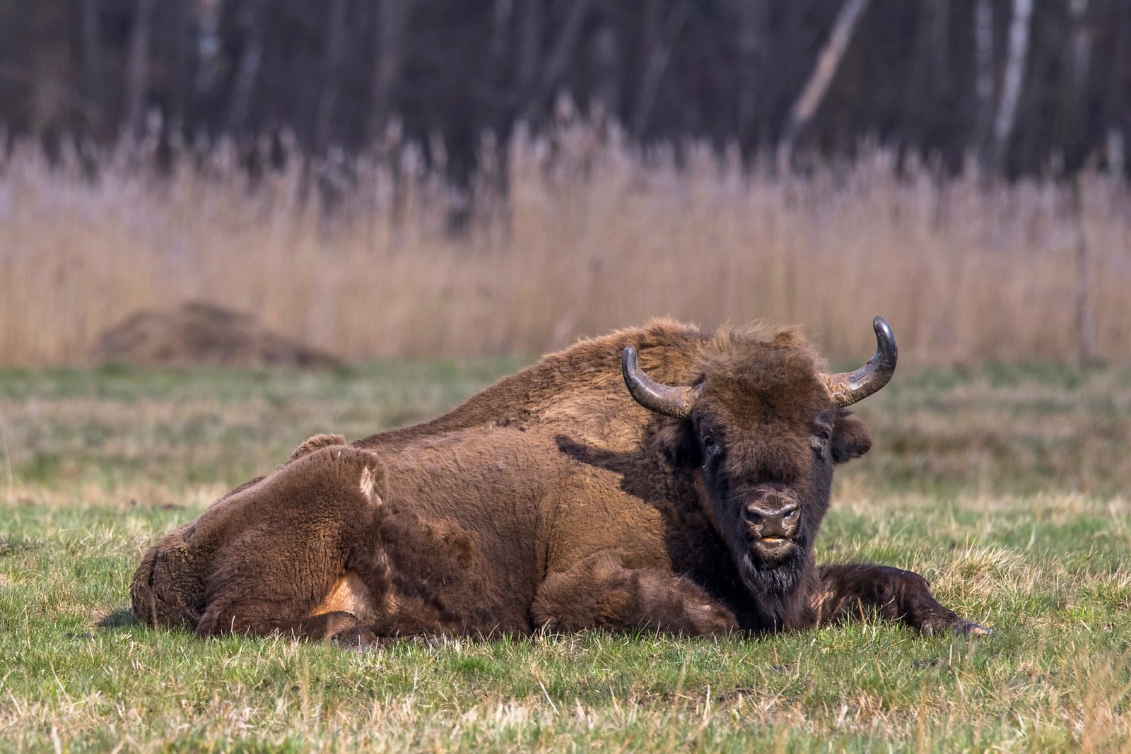 The European Bison: Britain’s Biggest Hope? (image credits: wikimedia)