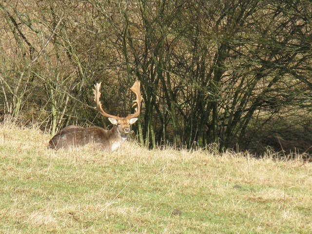 Habitat: Is Britain Wild Enough? (image credits: wikimedia)
