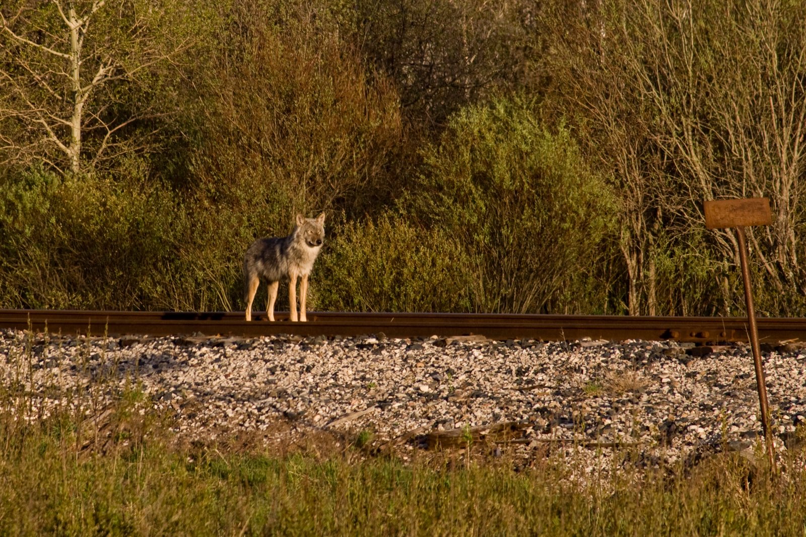 The Science of Reintroduction: Not Just Wishful Thinking (image credits: wikimedia)