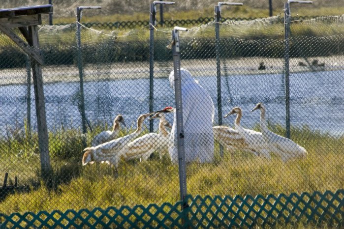 Voices from the Wild: Stories of Hope and Challenge (image credits: wikimedia)