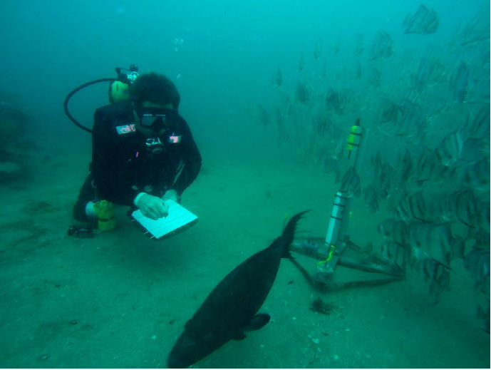 Voices From The Deep: What Divers Say (image credits: wikimedia)