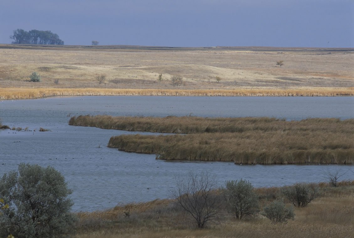 Wildlife at the Water’s Edge (image credits: wikimedia)