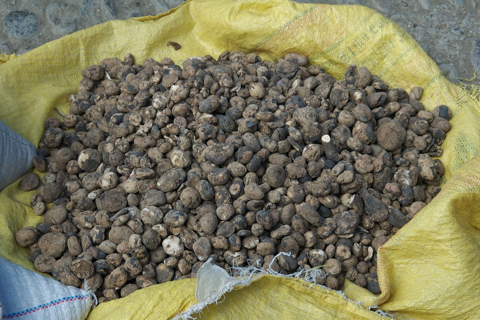 The Potato’s Ancient Origins: Born in the Andes (image credits: wikimedia)