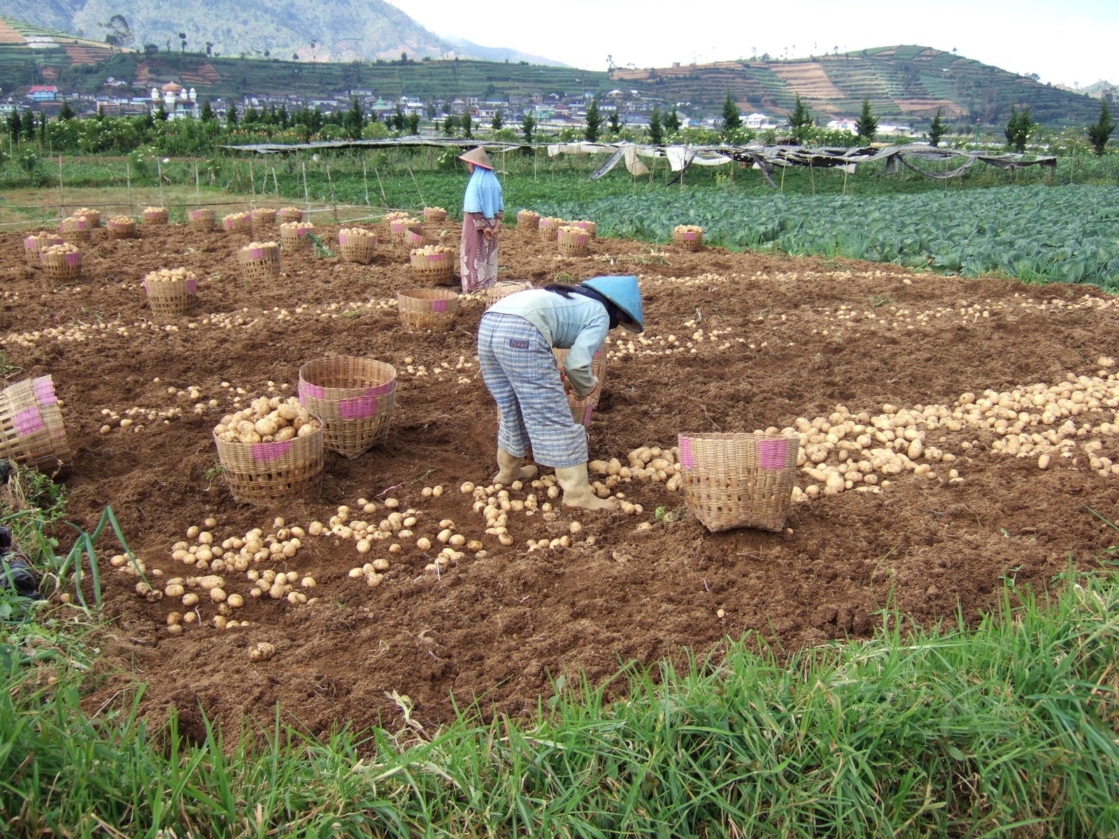 The Potato and Population Booms (image credits: wikimedia)