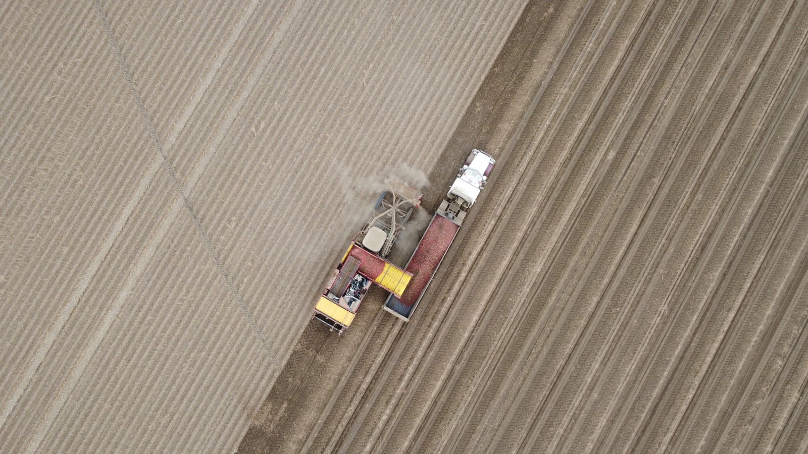 Potatoes and Global Food Security (image credits: wikimedia)