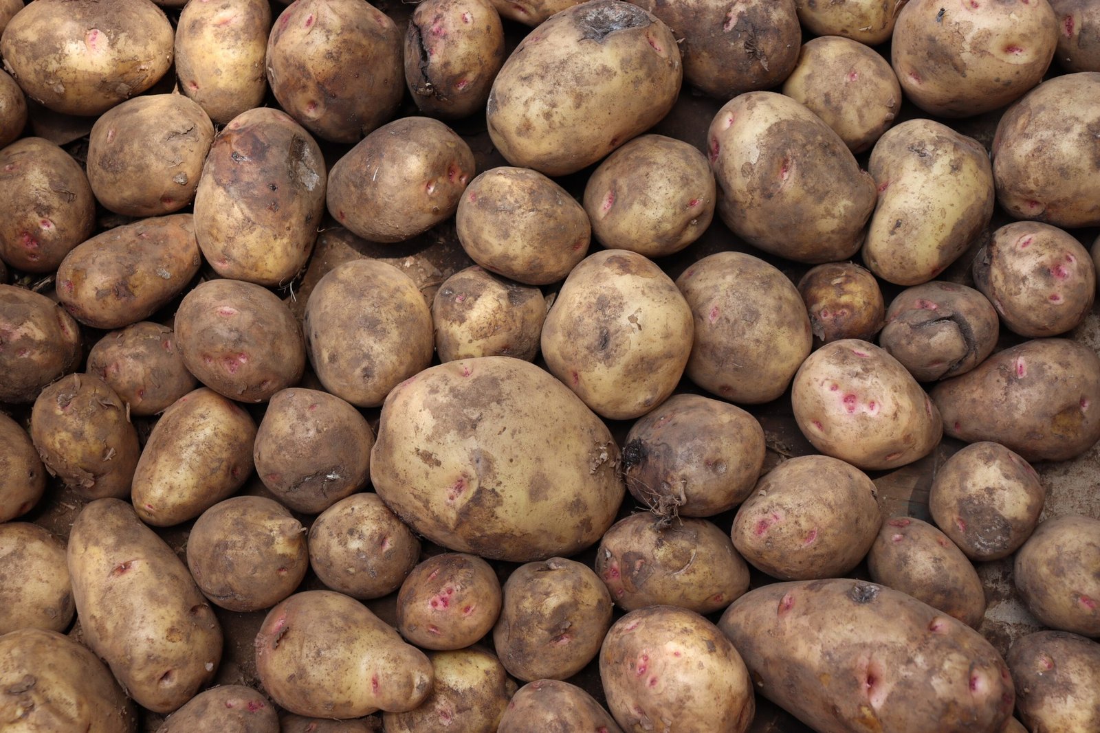 The Science of Potato Genetics (image credits: wikimedia)