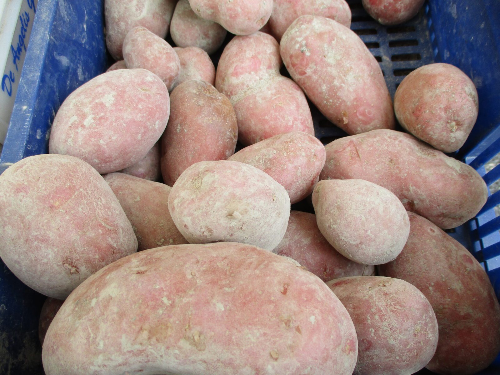 Potato Biodiversity: A Living Treasure Trove (image credits: wikimedia)