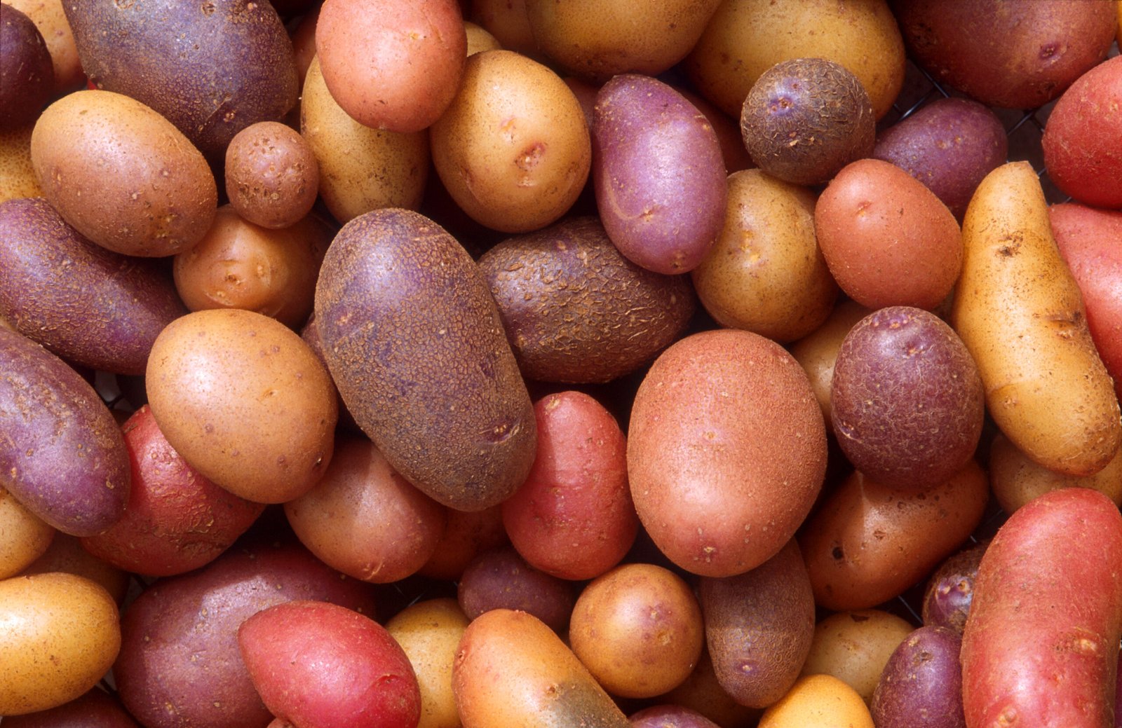 Potato Research: The Cutting Edge (image credits: wikimedia)