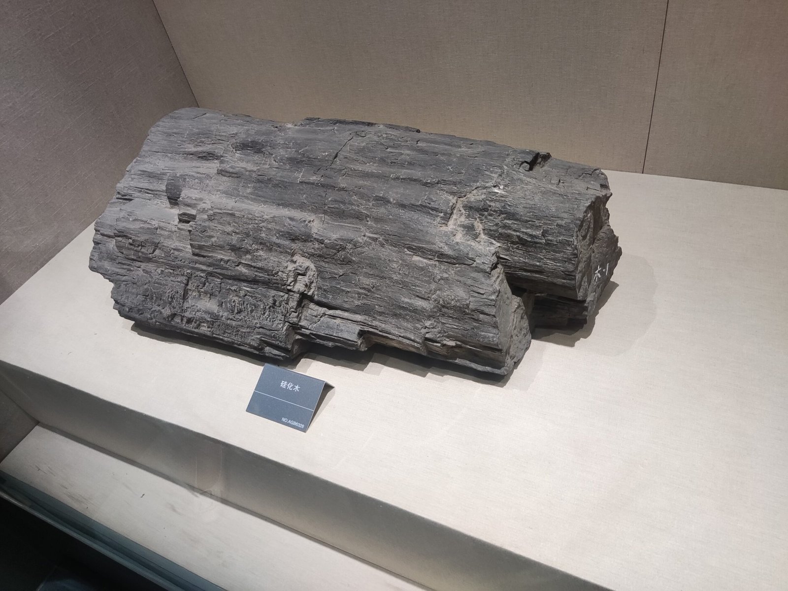 How Fossils Are Formed Under the City (image credits: wikimedia)