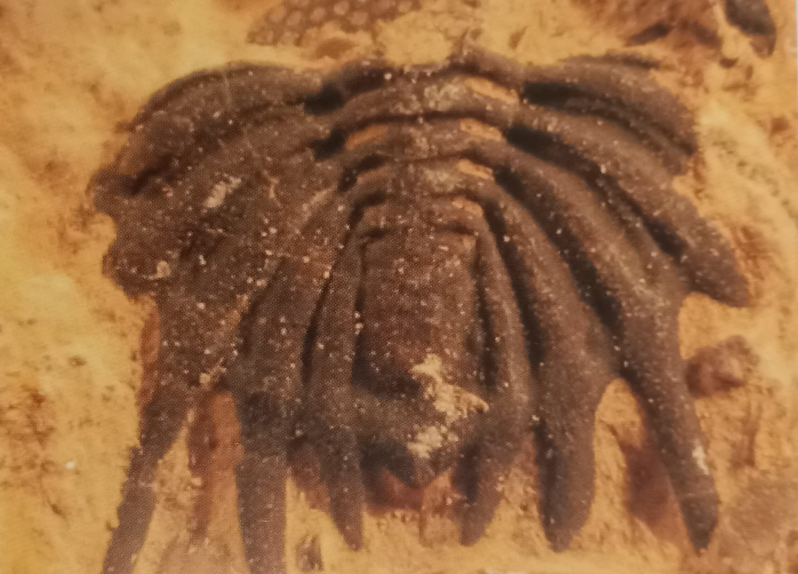 What Fossils Reveal About Ancient Montreal (image credits: wikimedia)