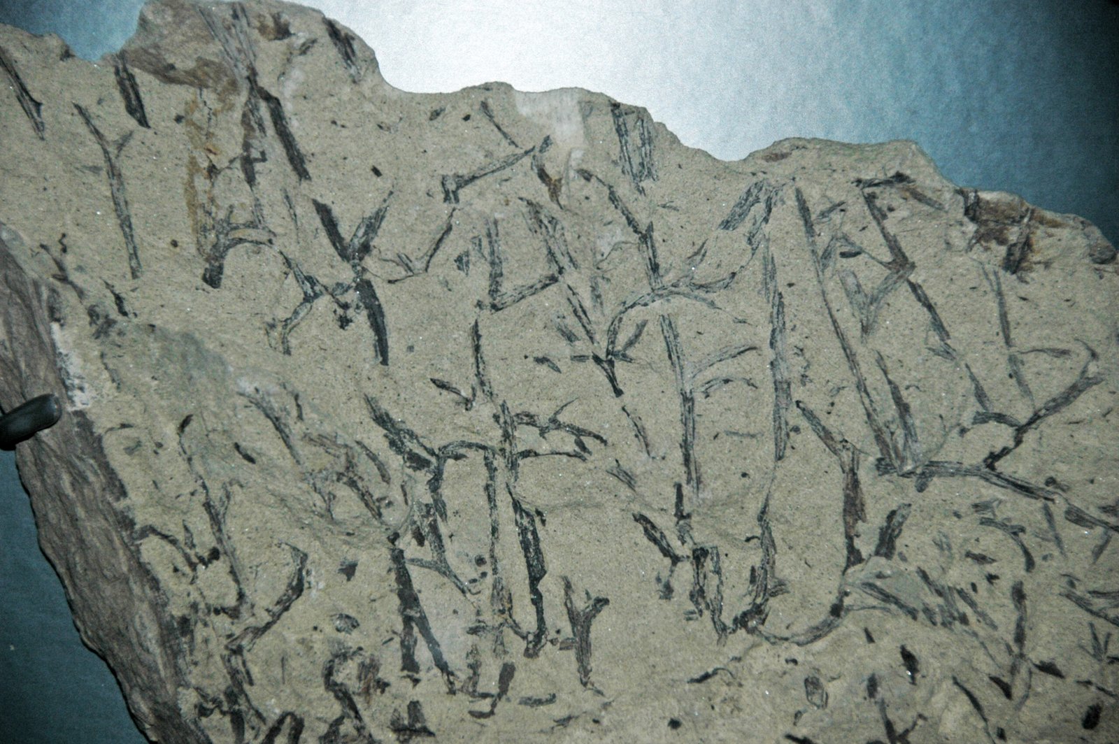 Plants That Predate the Dinosaurs (image credits: wikimedia)