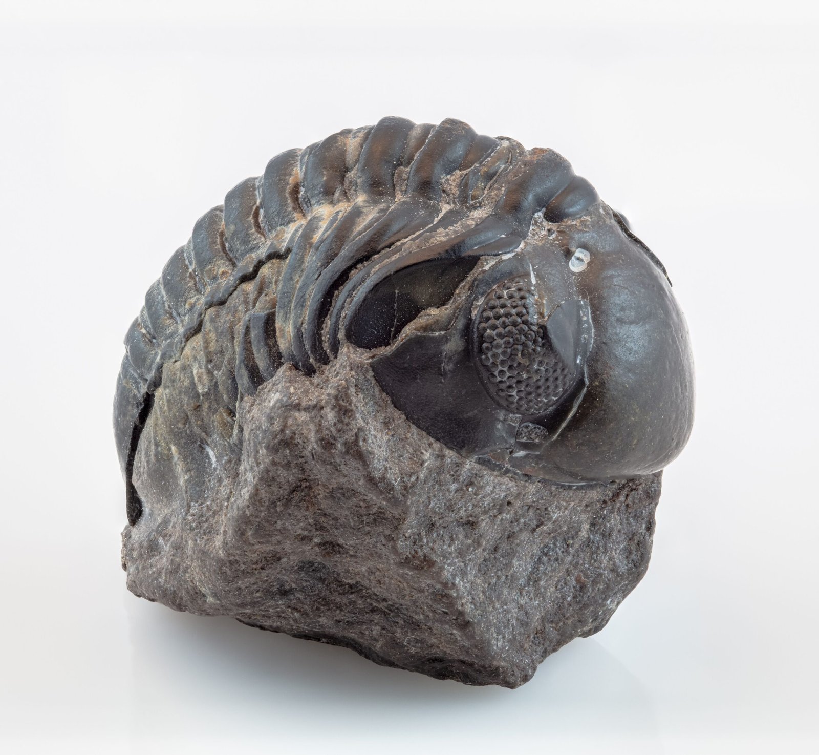 How Fossils Inspire Art and Imagination (image credits: wikimedia)