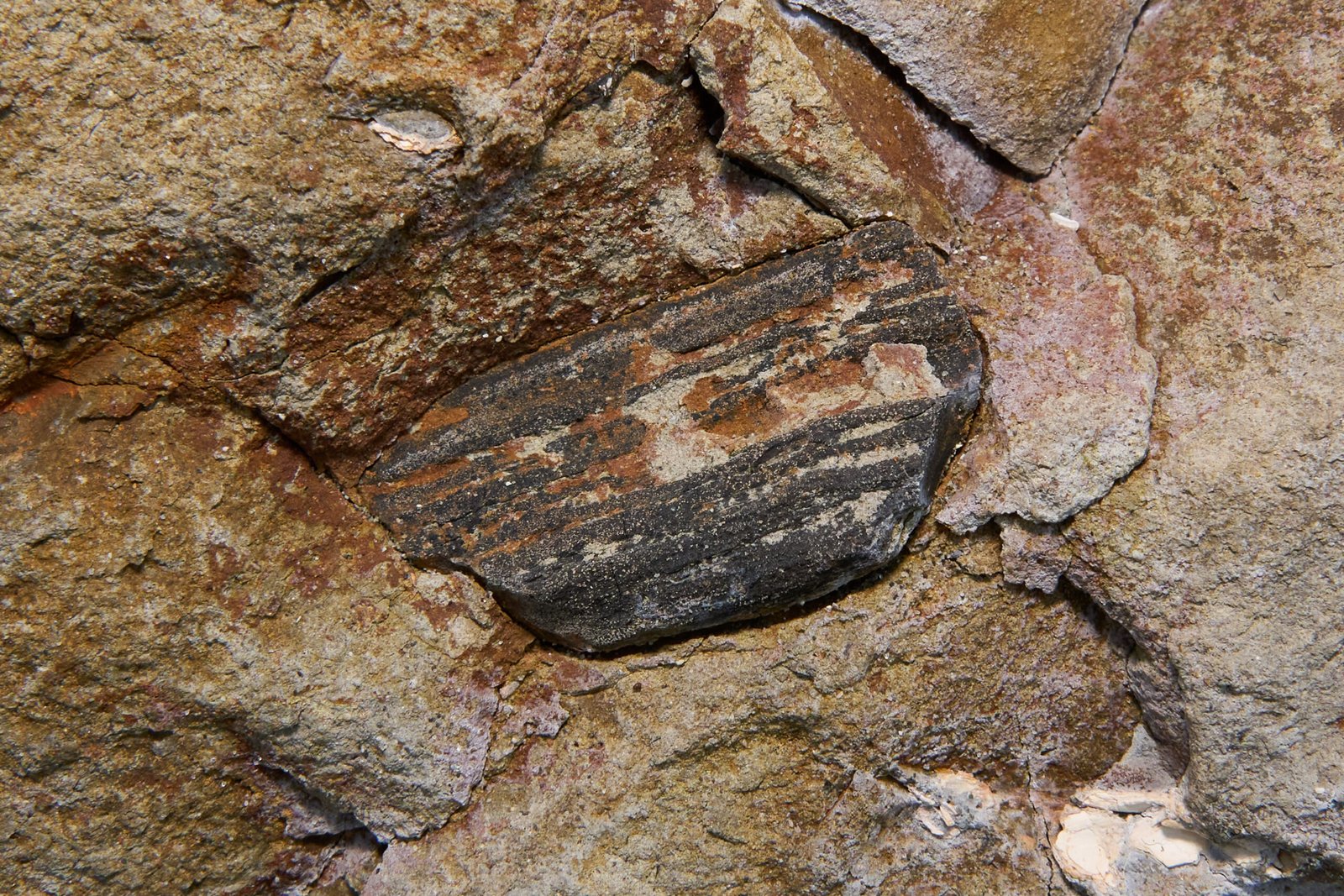 Fossil Forests Around the World—And Montreal’s Place Among Them (image credits: wikimedia)