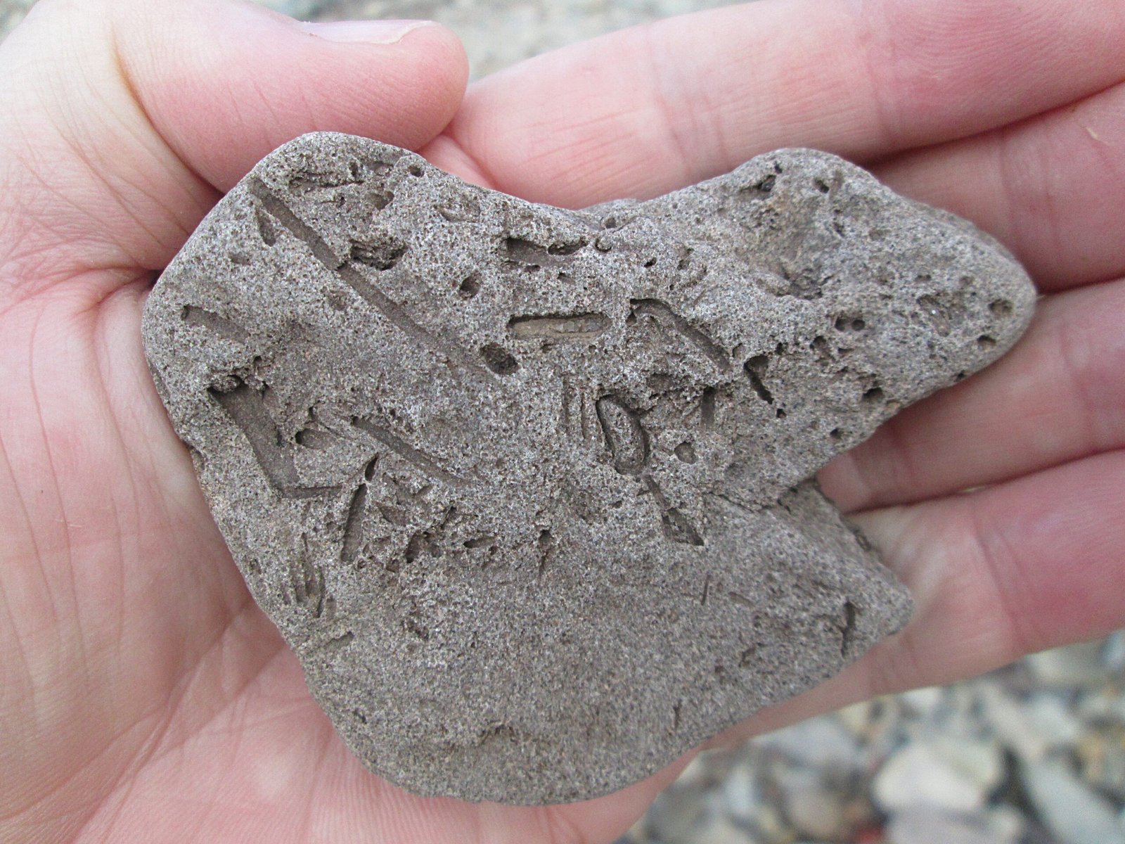 The Emotional Power of Fossils (image credits: wikimedia)