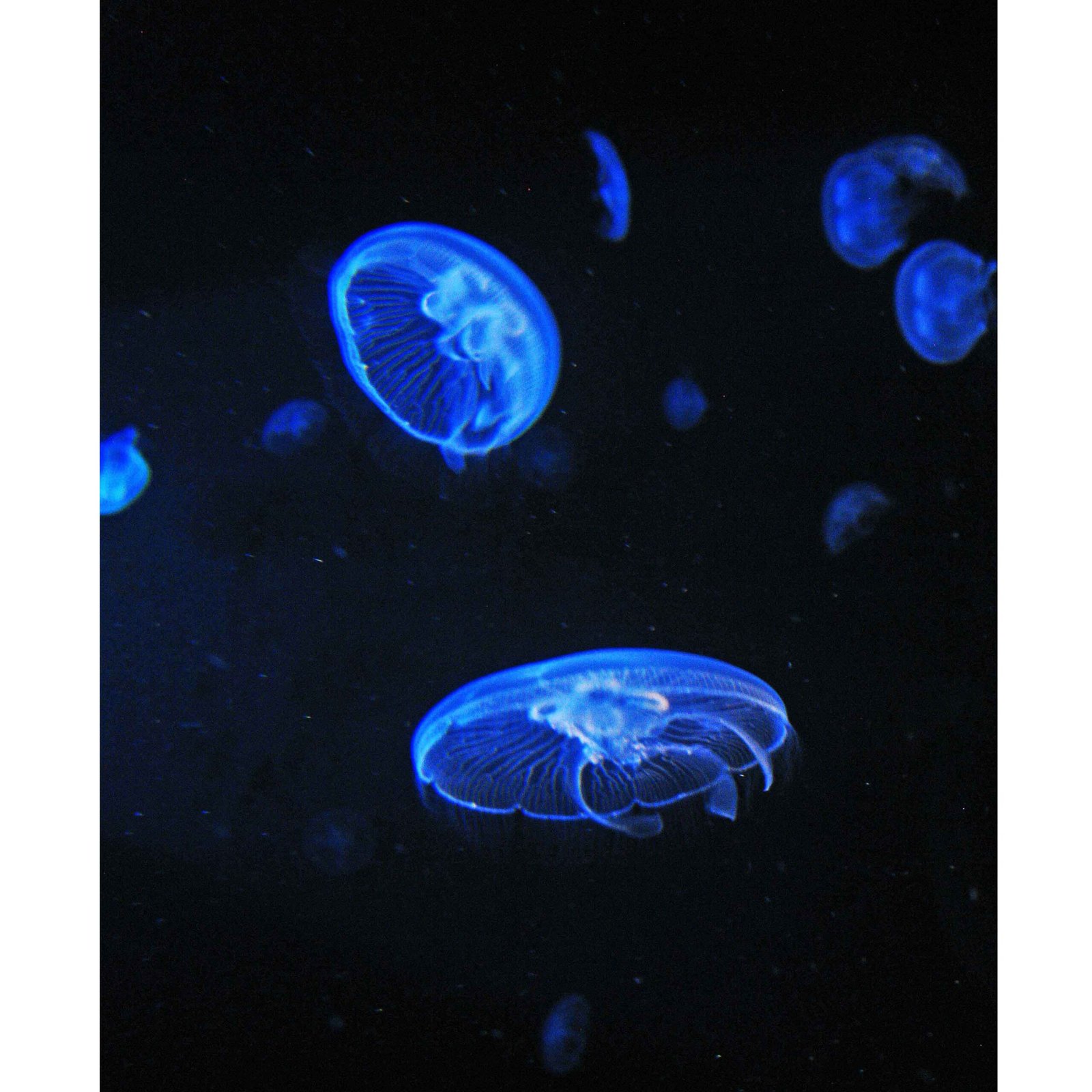 Challenges of Deep-Sea Life (image credits: wikimedia)