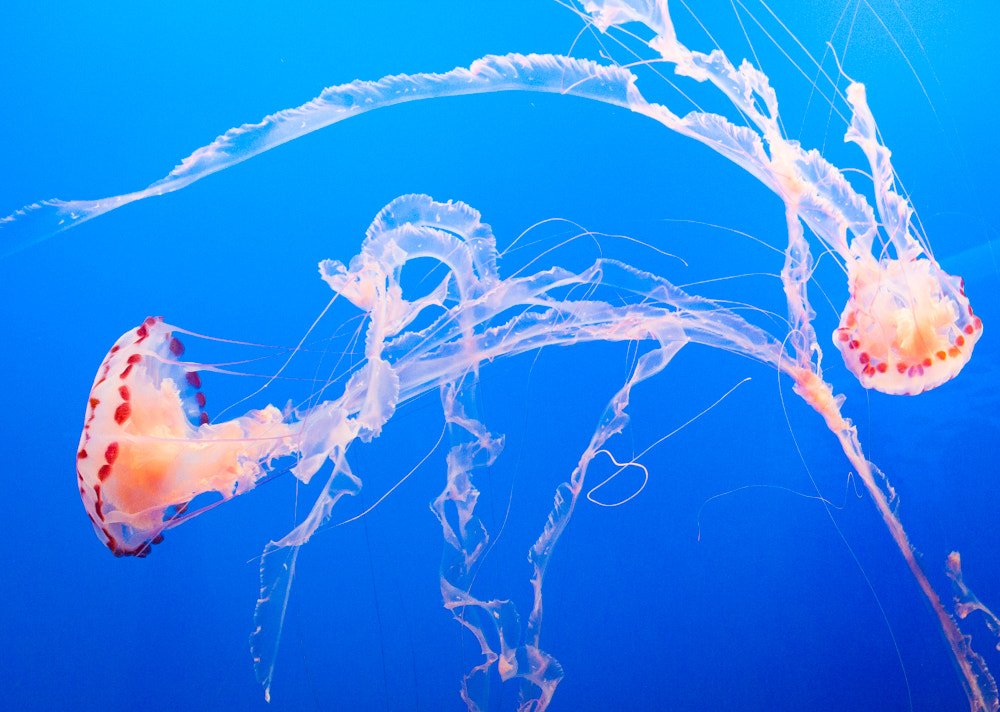 An Unforgettable Oddity of the Ocean (image credits: wikimedia)