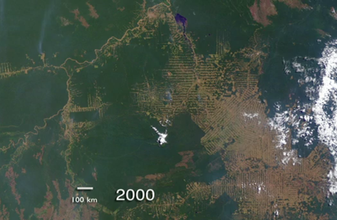 The Amazon: A Global Treasure Under Siege (image credits: wikimedia)