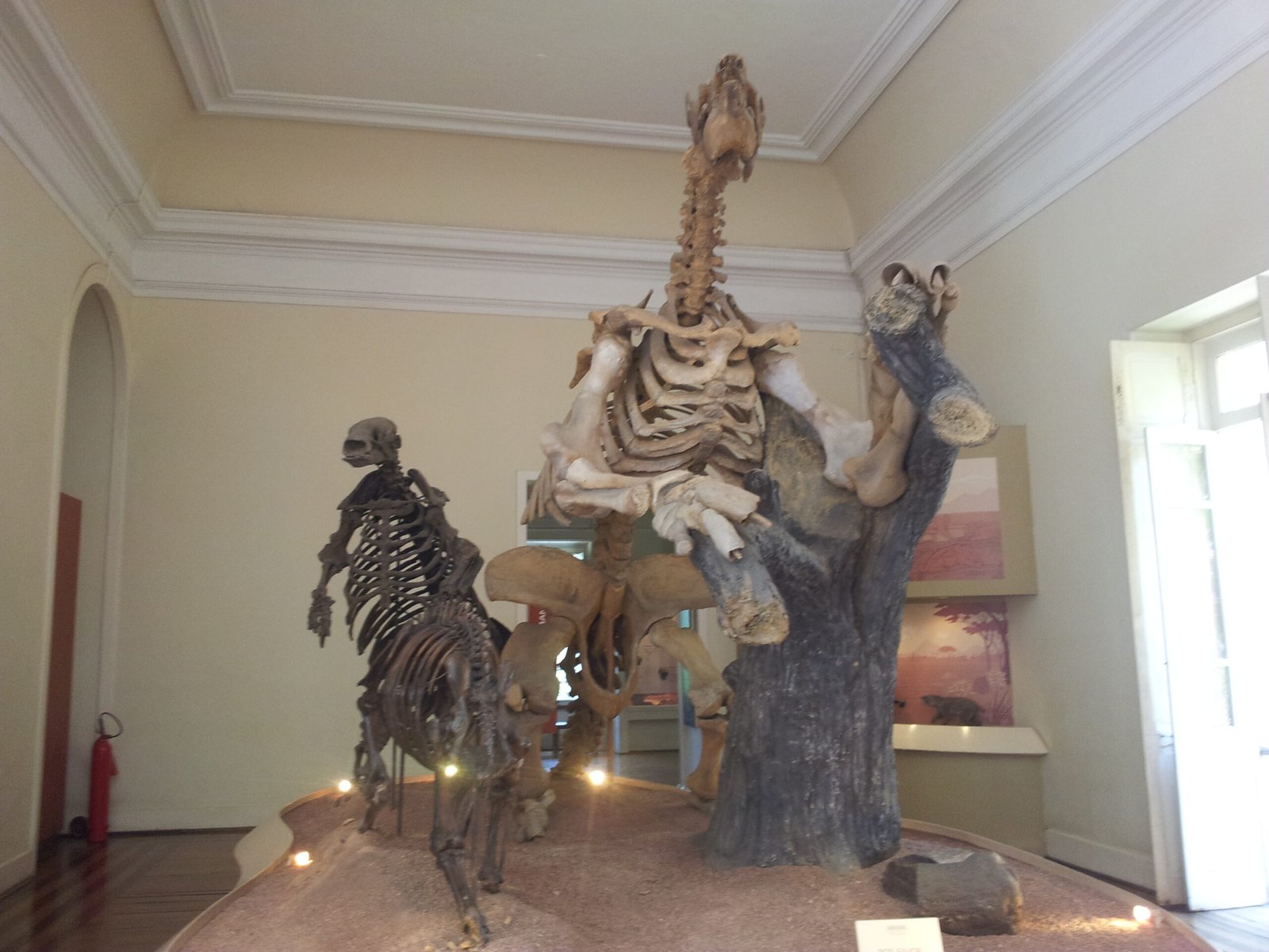 Preserving the Past: Anchorage’s Role in Megafauna Conservation (image credits: wikimedia)