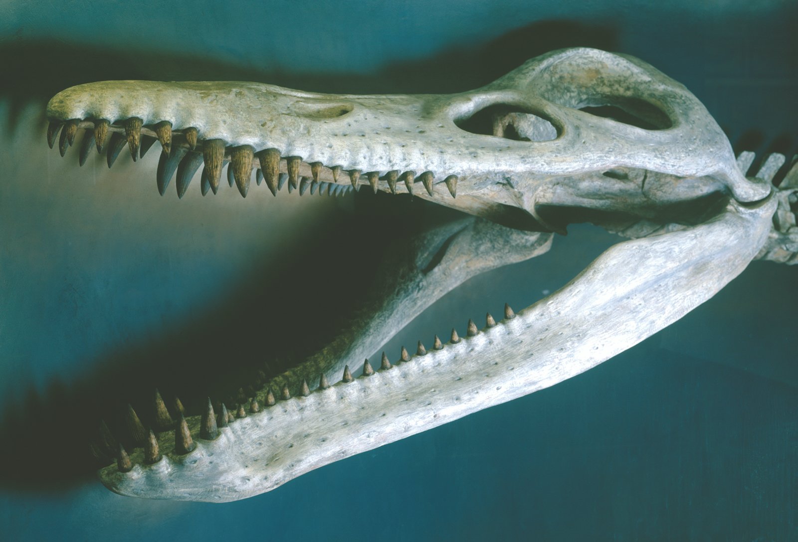 The Mighty Kronosaurus: Apex Predator of the Deep (image credits: wikimedia)