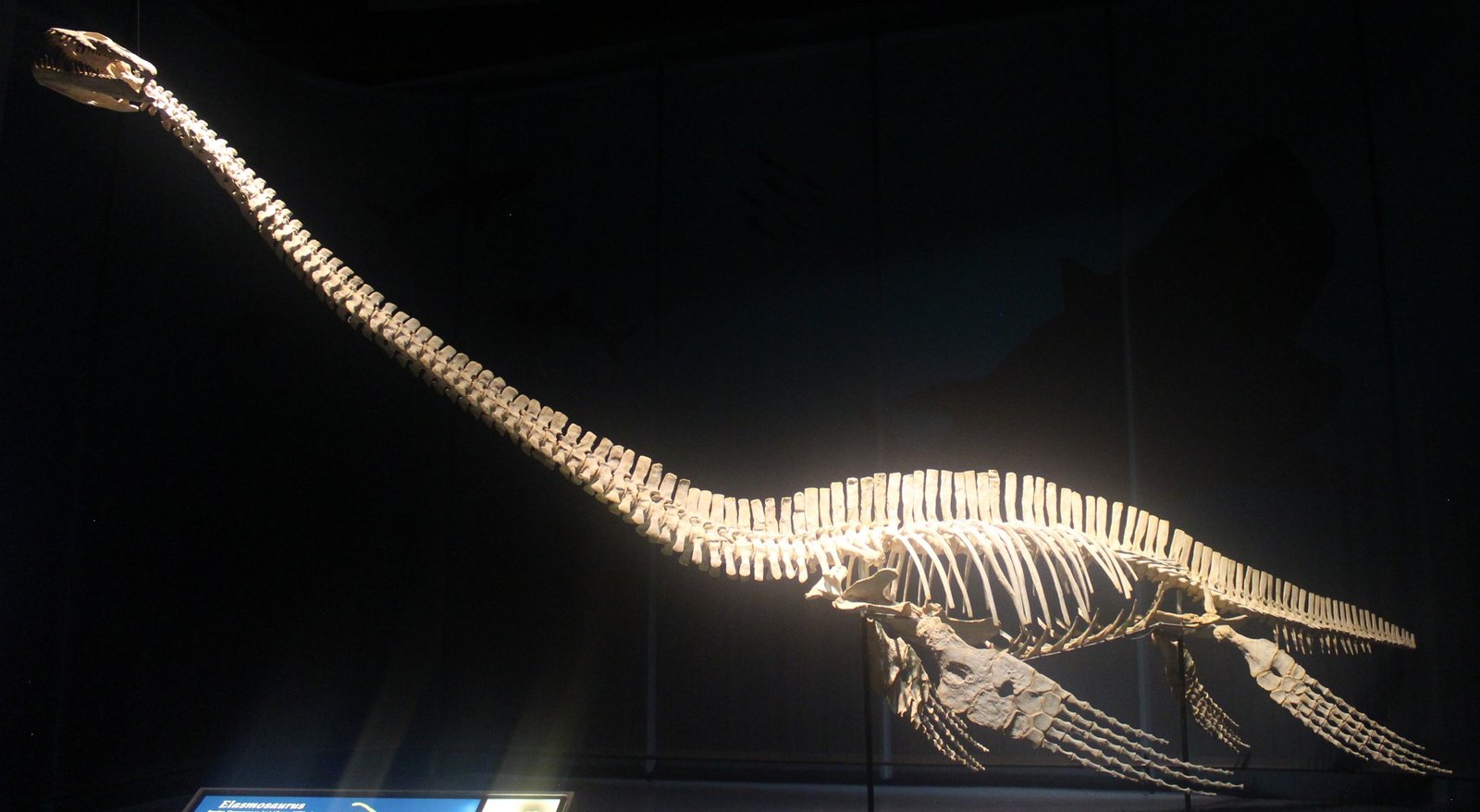 Elasmosaurus: The Long-Necked Giant (image credits: wikimedia)