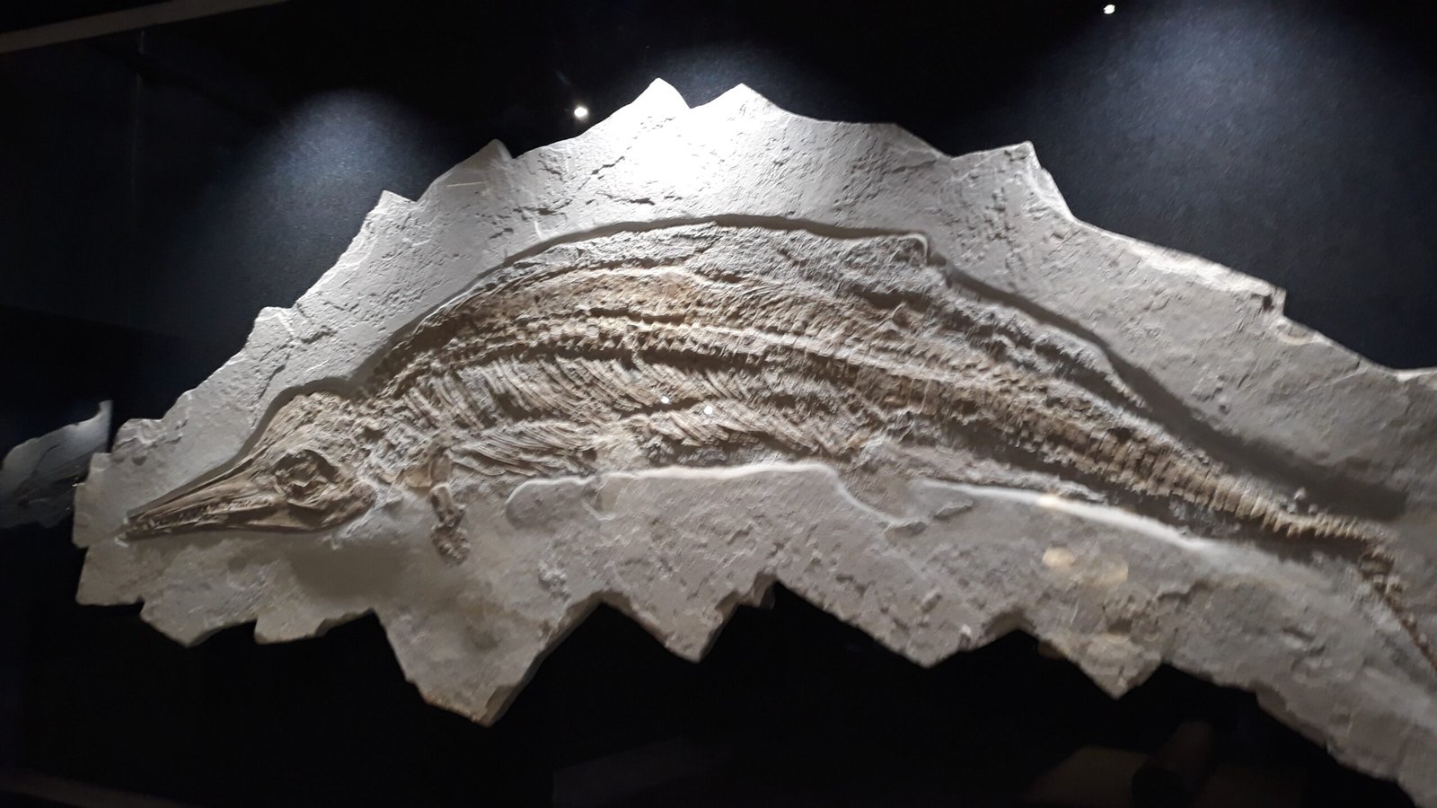 Ichthyosaurs: The Dolphin-Like Speedsters (image credits: wikimedia)