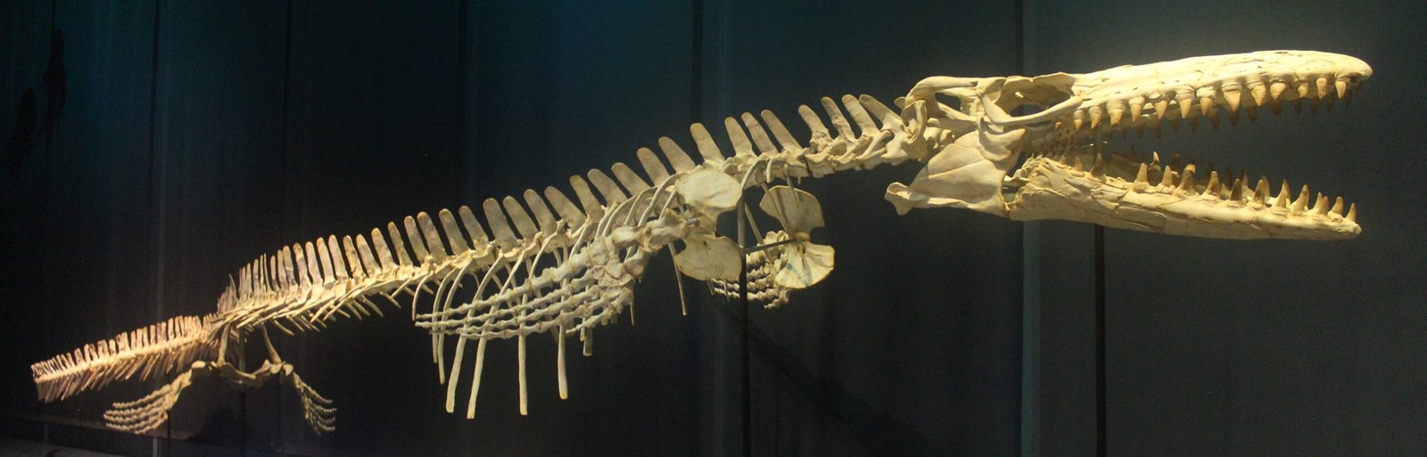 Mosasaurus: The Terror That Came Later (image credits: wikimedia)