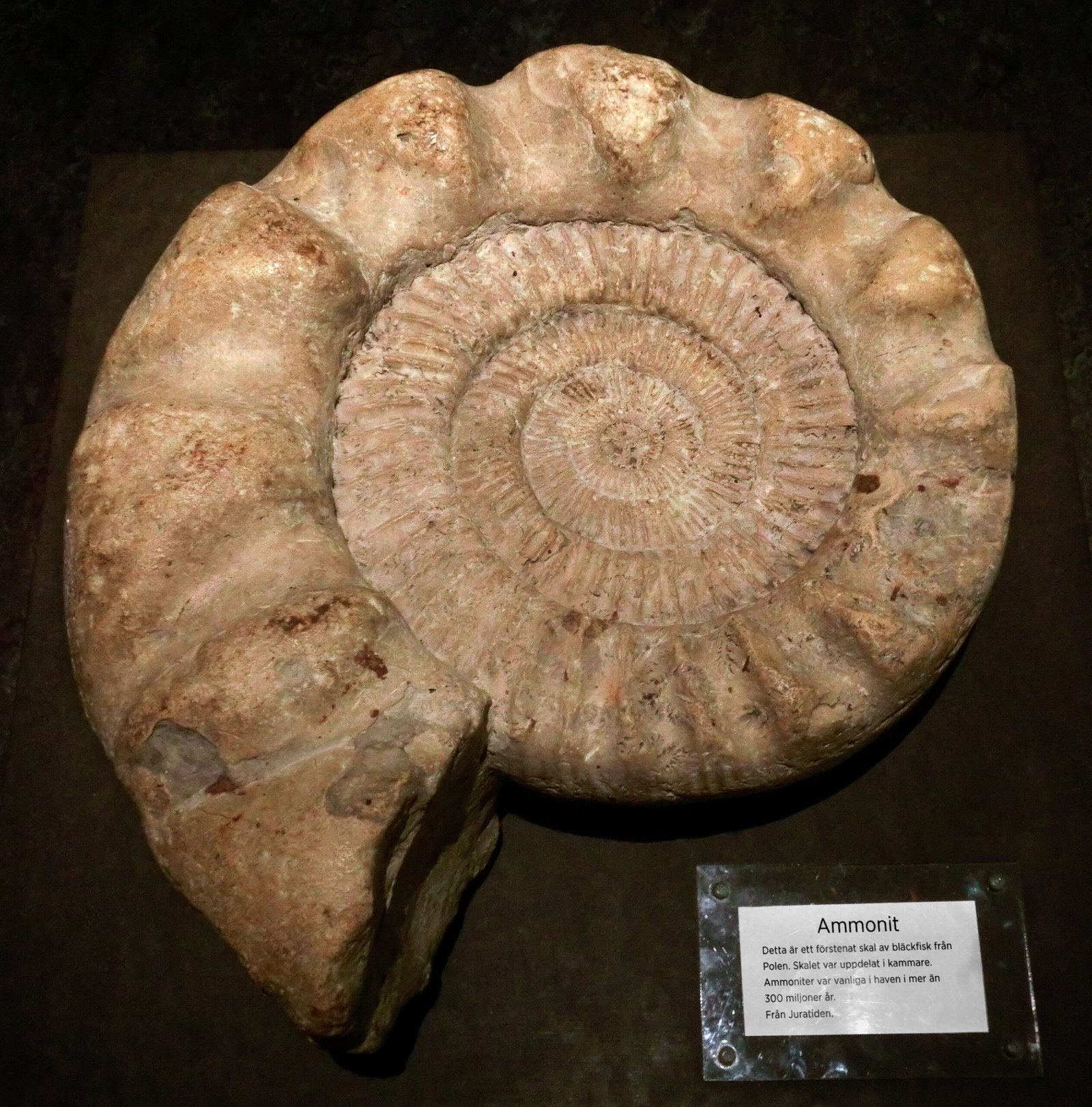 Ammonites and Belemnites: The Cephalopod Swarm (image credits: wikimedia)