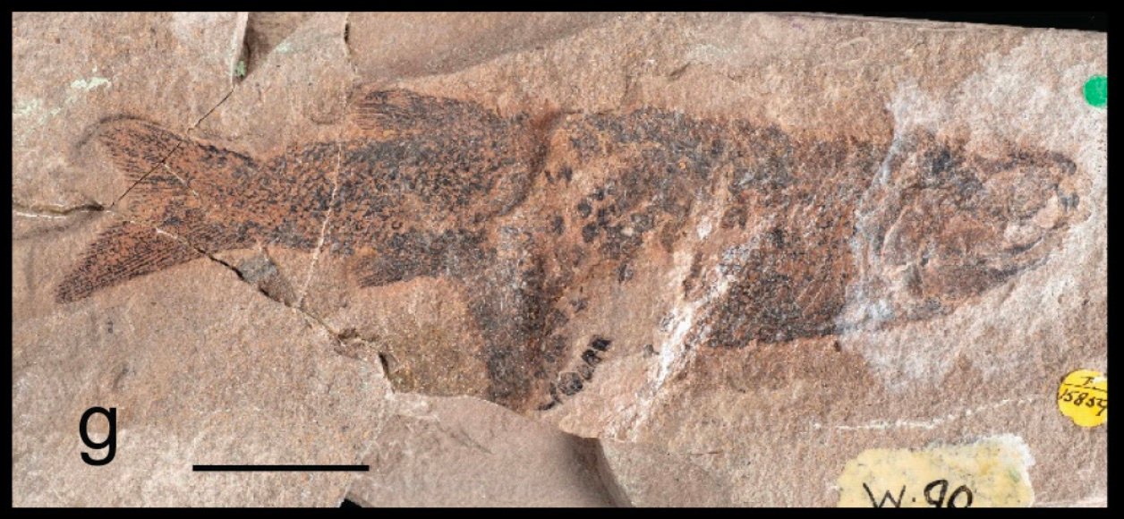 From Prehistoric Depths to Urban Life (image credits: wikimedia)