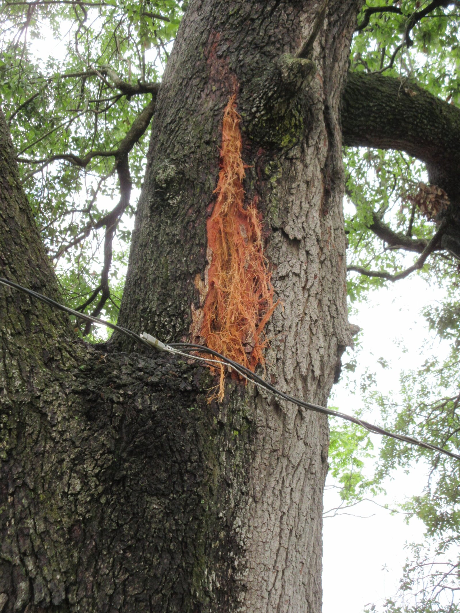 Survival of the Struck: How Trees Cope with Genetic Change (image credits: wikimedia)